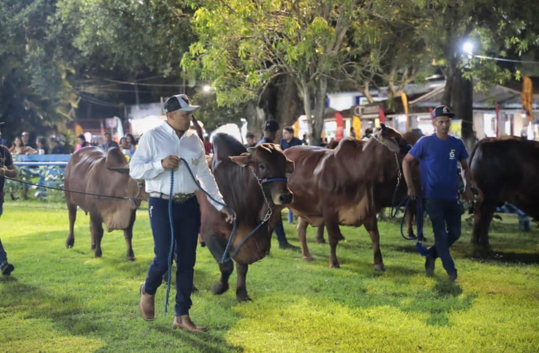 Animais são conduzidos durante a programação da Festa do Boi, tradicional evento agropecuário realizado no Parque Aristófanes Fernandes, em Parnamirim.